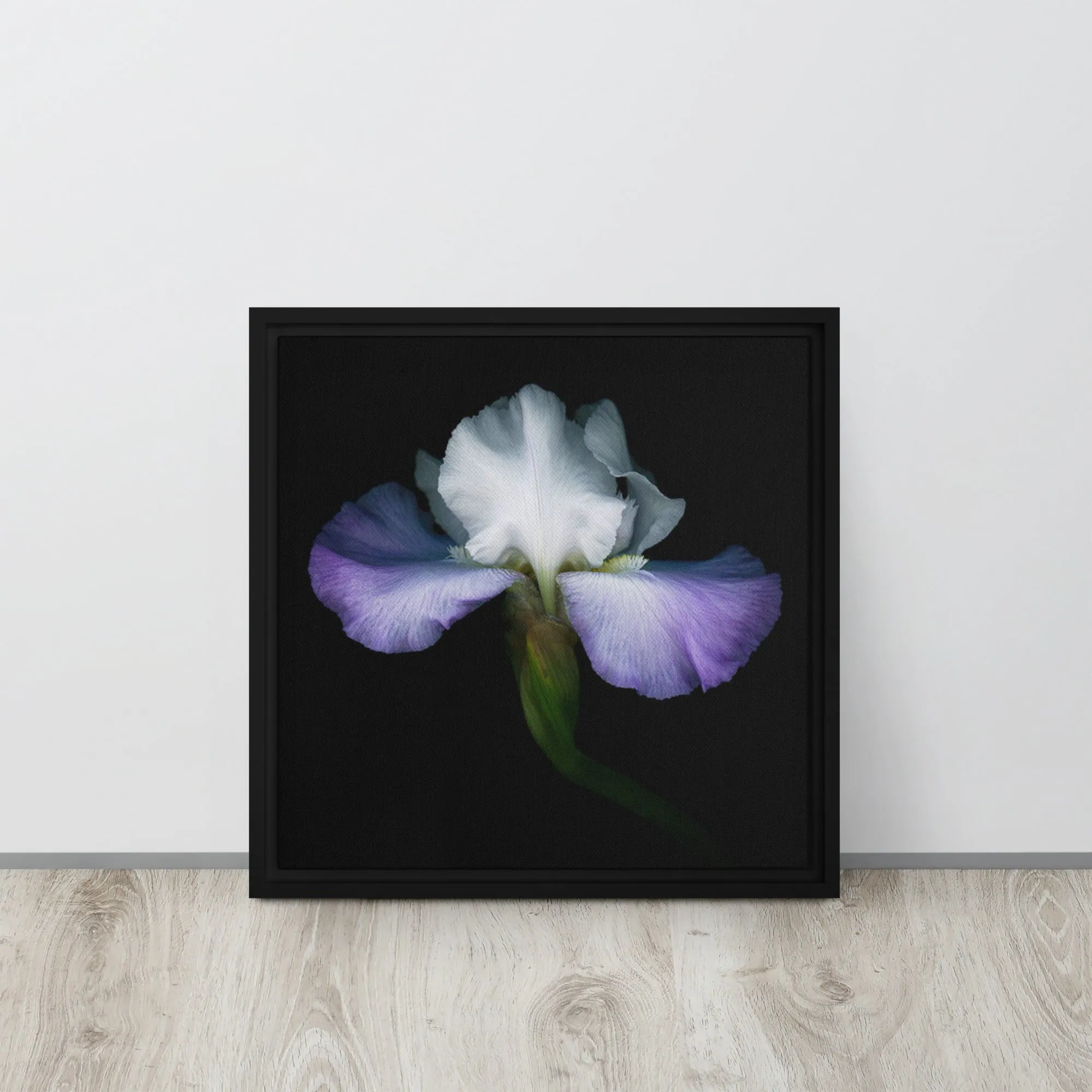 Blossoming Iris Framed Canvas Print