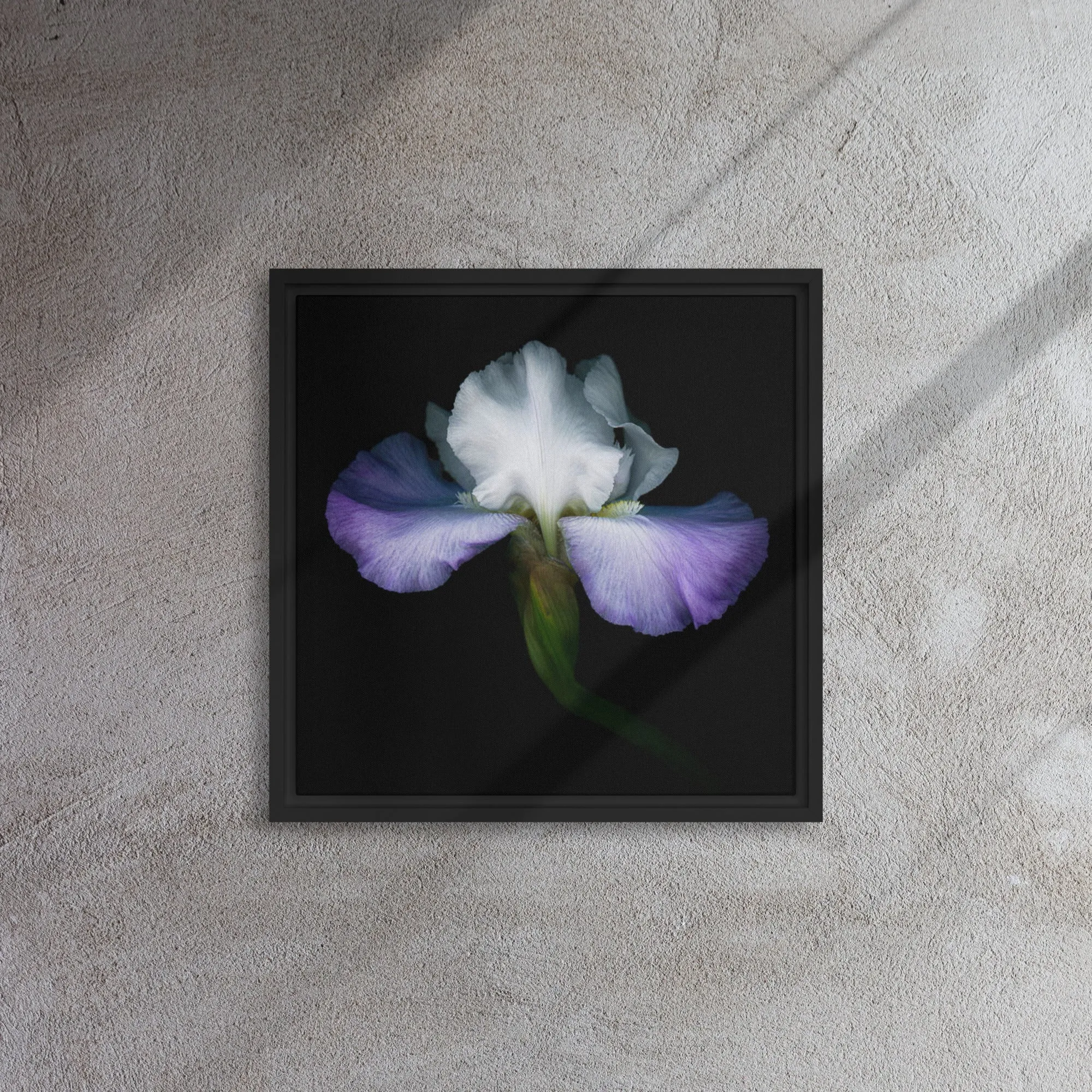 Blossoming Iris Framed Canvas Print