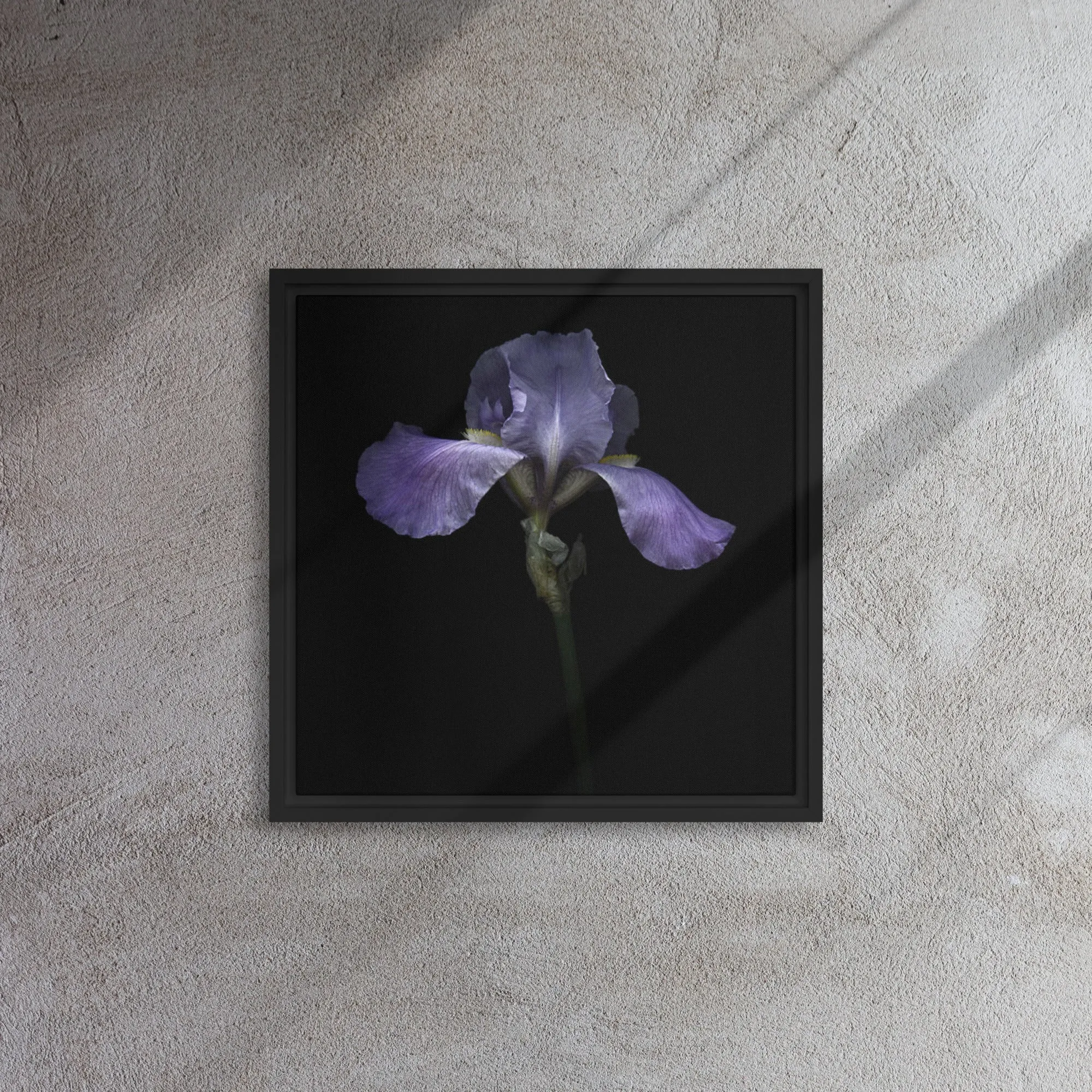 Purple Bearded Iris Framed Canvas Print