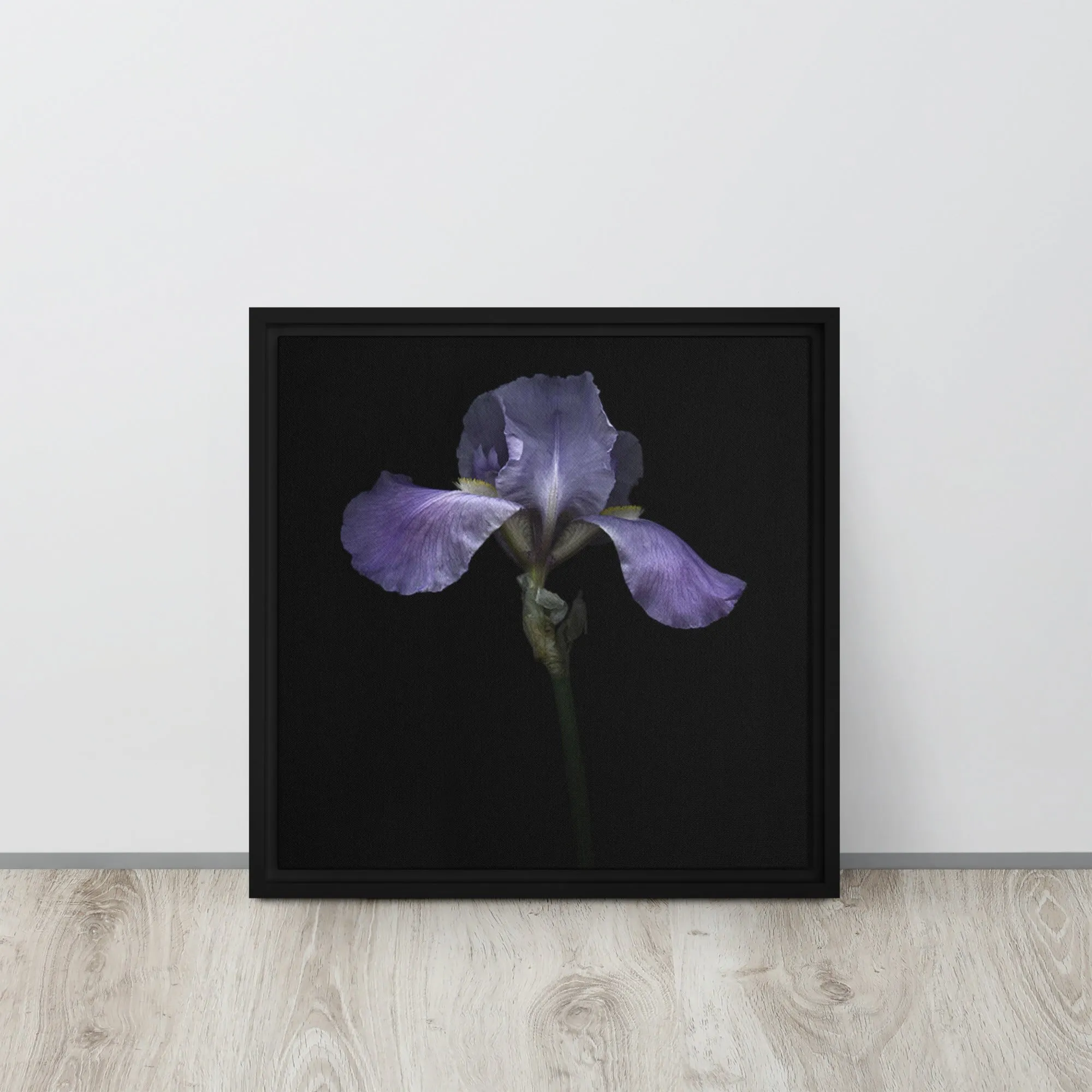 Purple Bearded Iris Framed Canvas Print