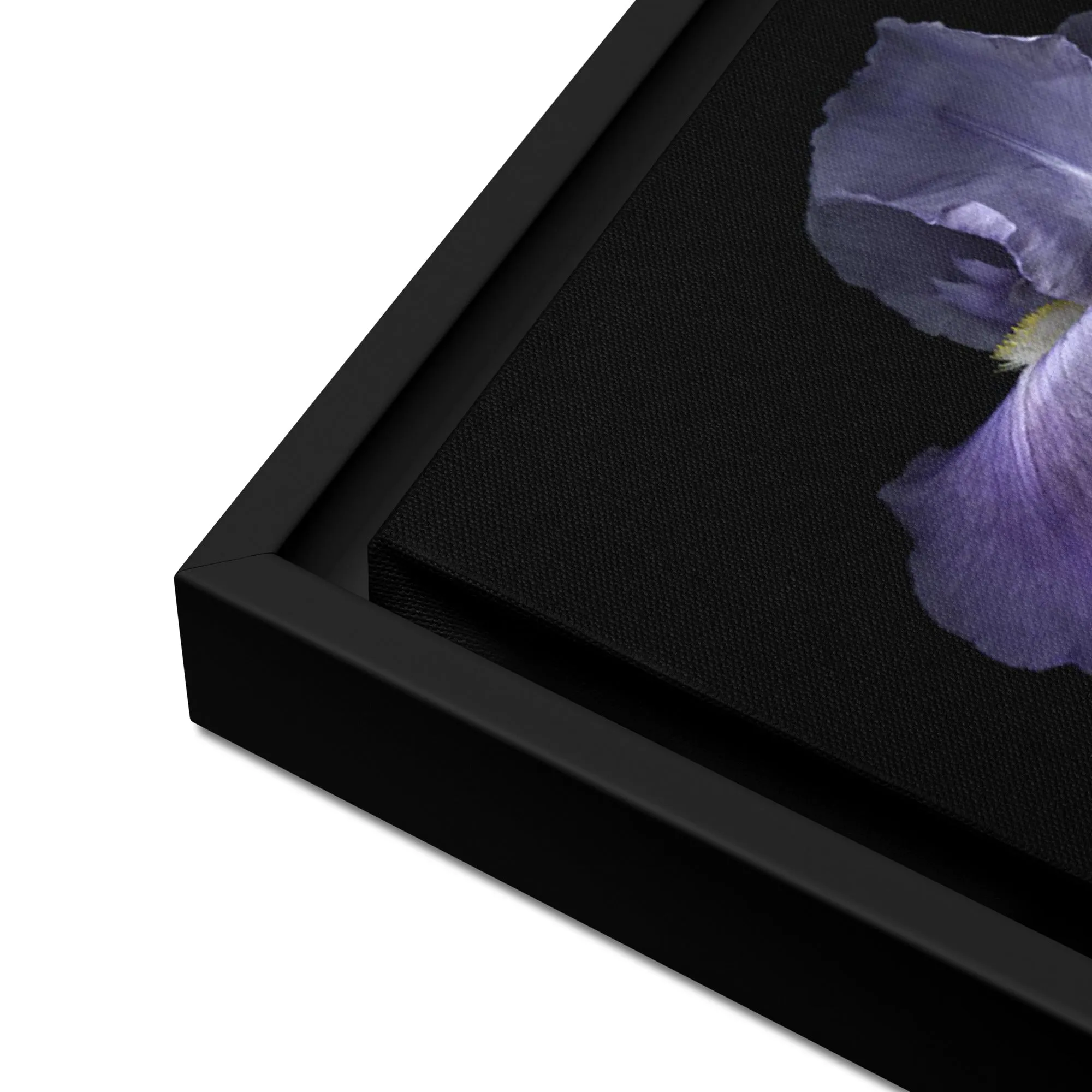 Purple Bearded Iris Framed Canvas Print